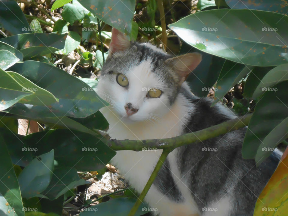 Cat Among Leaves