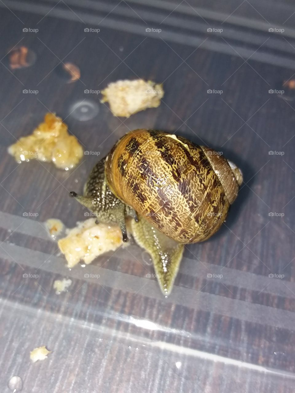 Snail eating bread