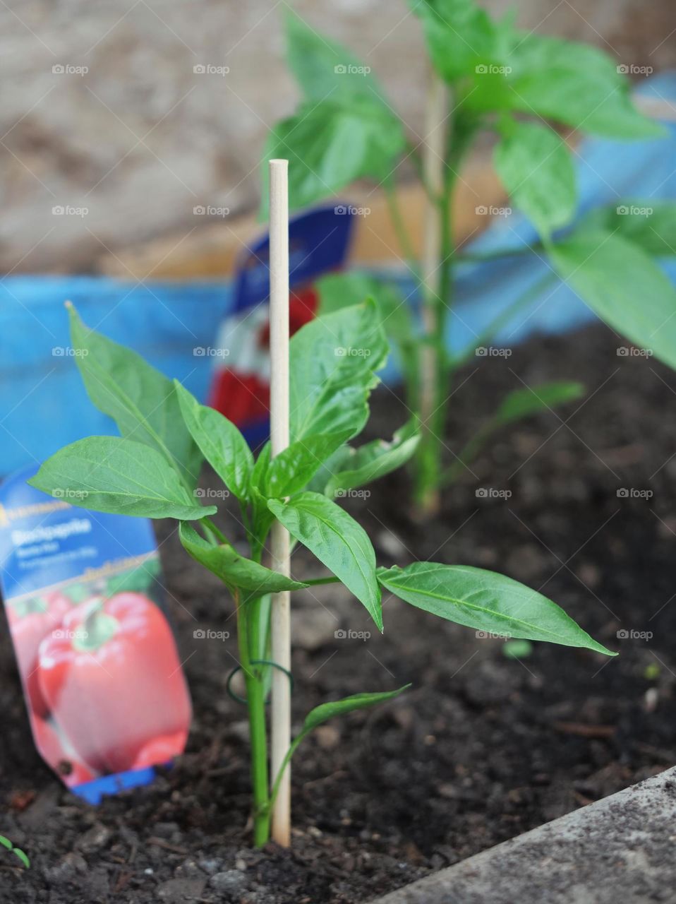 Paprika plant