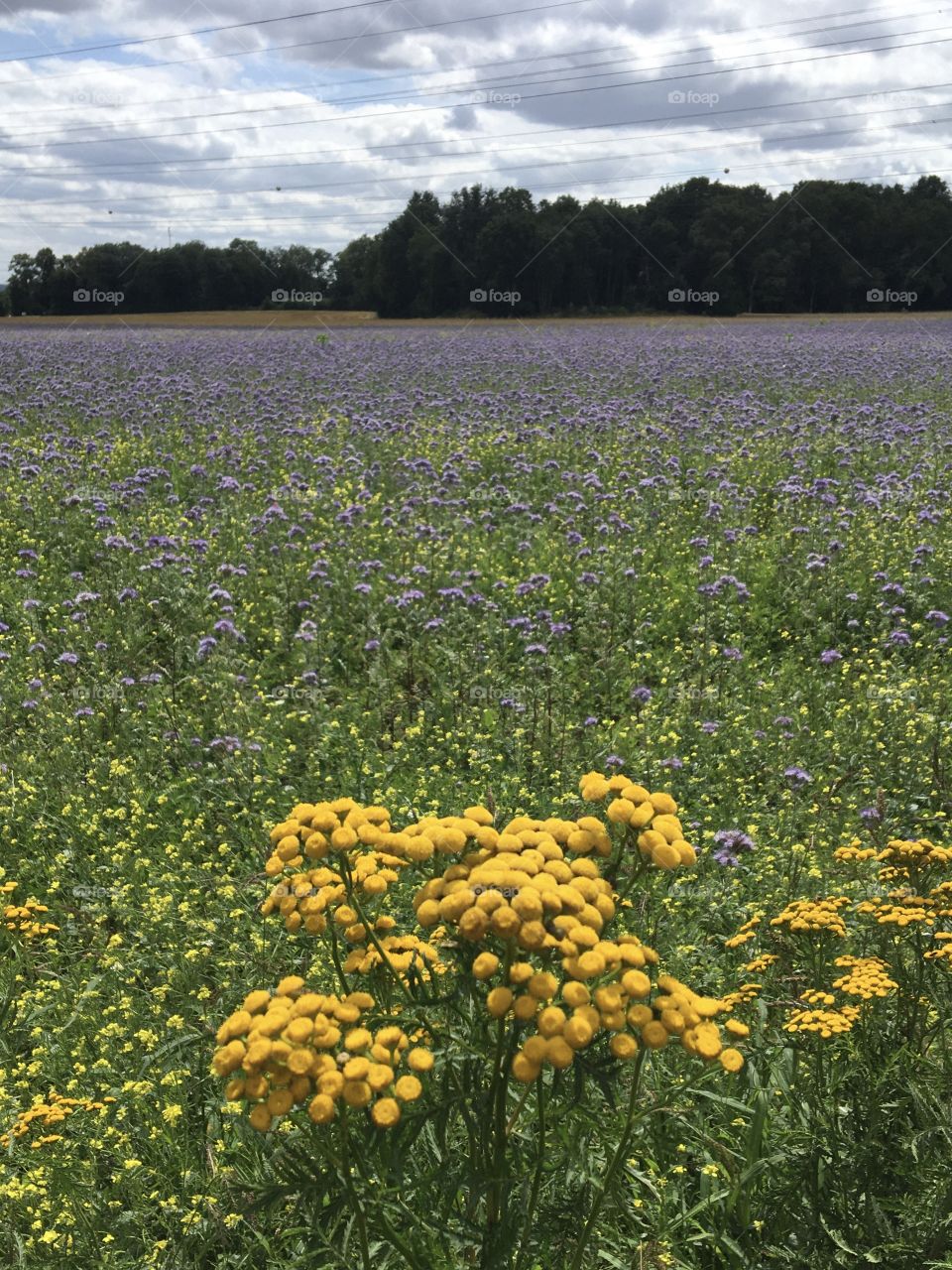 Flowers living in harmony in fields