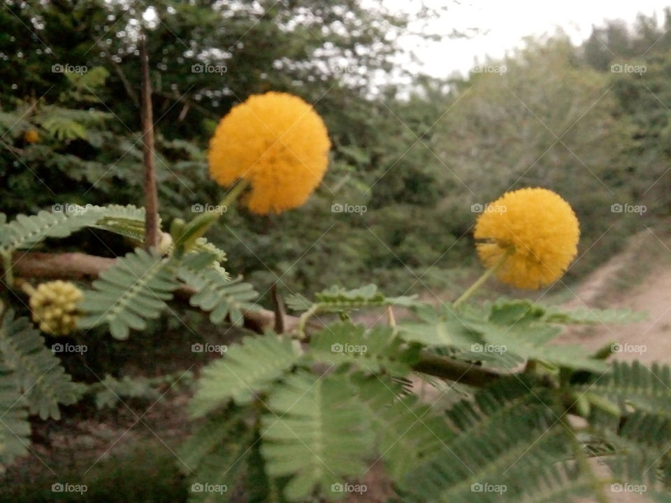 yellow round flower