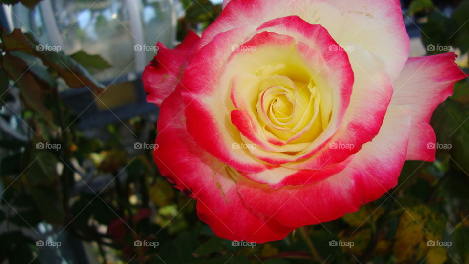 Red and yellow rose bloom