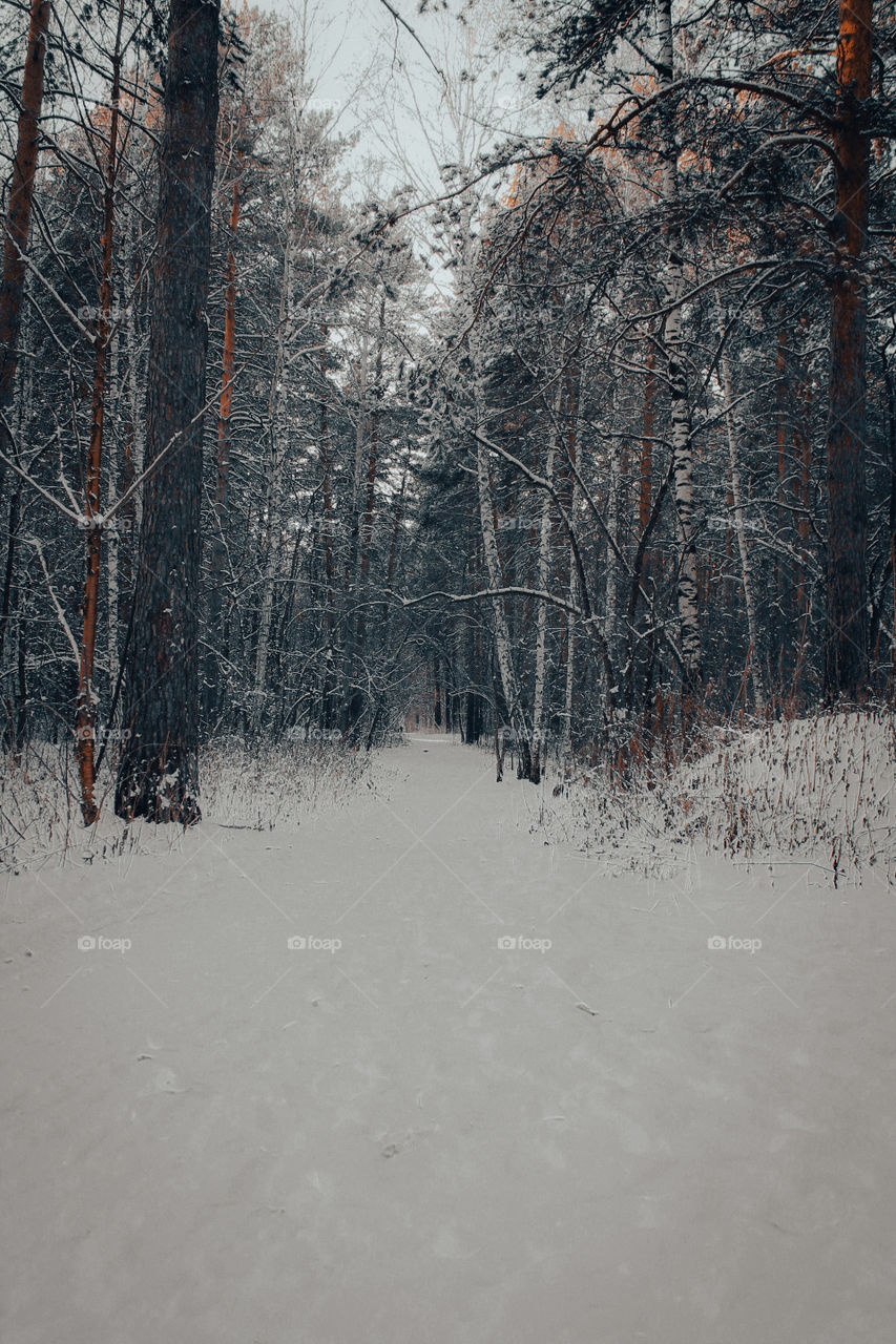 Forest, Field and Solitude