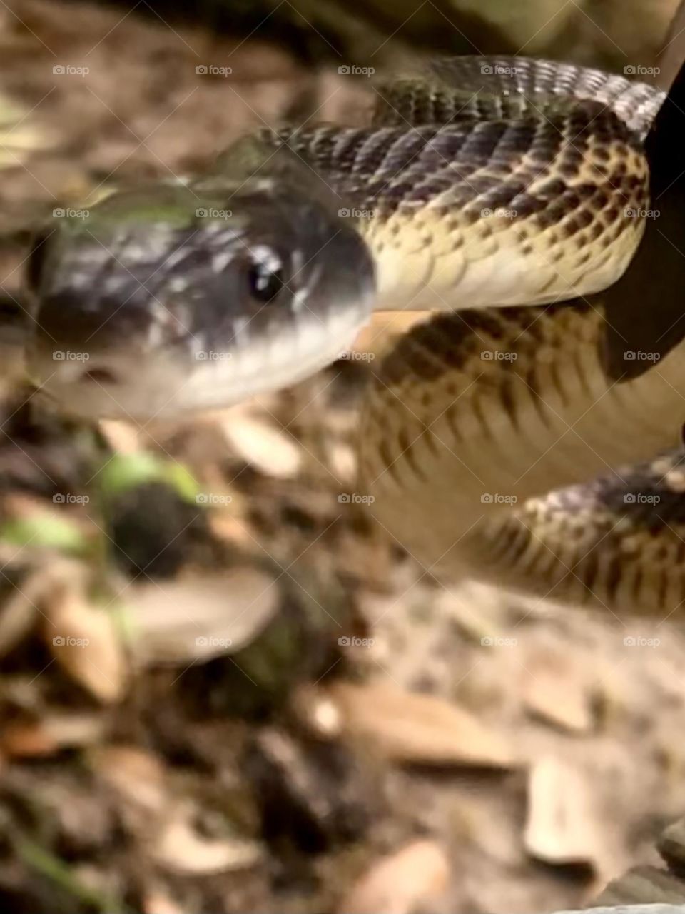 Rat snake!! On my front porch!! Right in front of me!! Actually scared me lol but I got his photo!