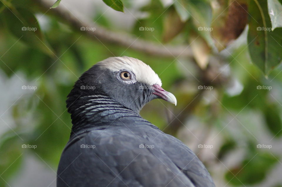 White-Crowned Pigeon 