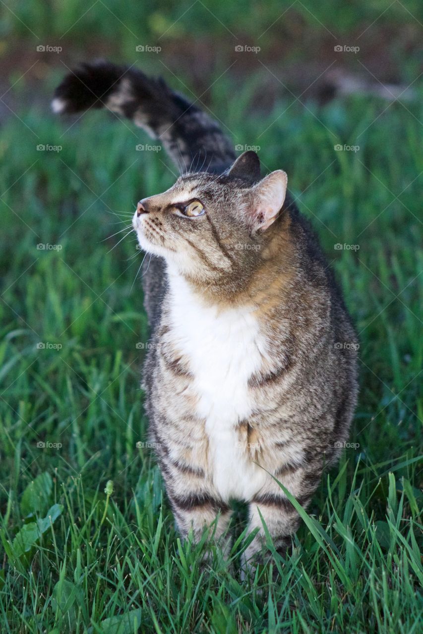 Medium shot of a grey tabby, standing in the grass, looking up into a tree