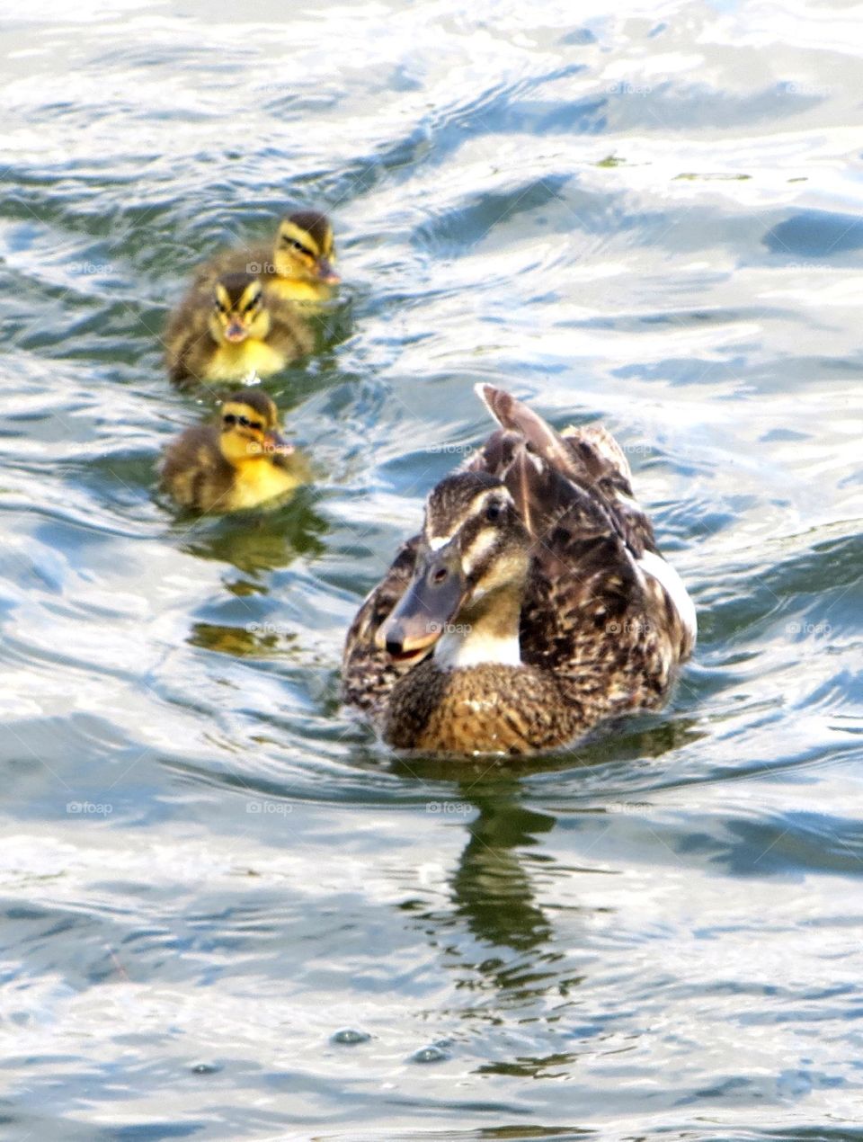 ducklings