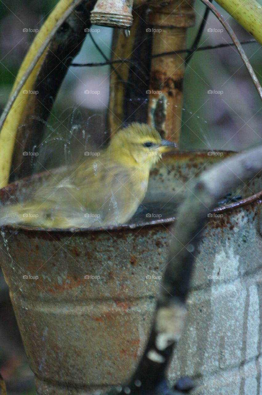 Bird taking a bath