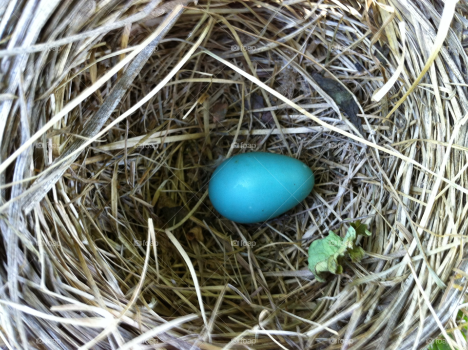 spring nature blue bird by mengzishiliu