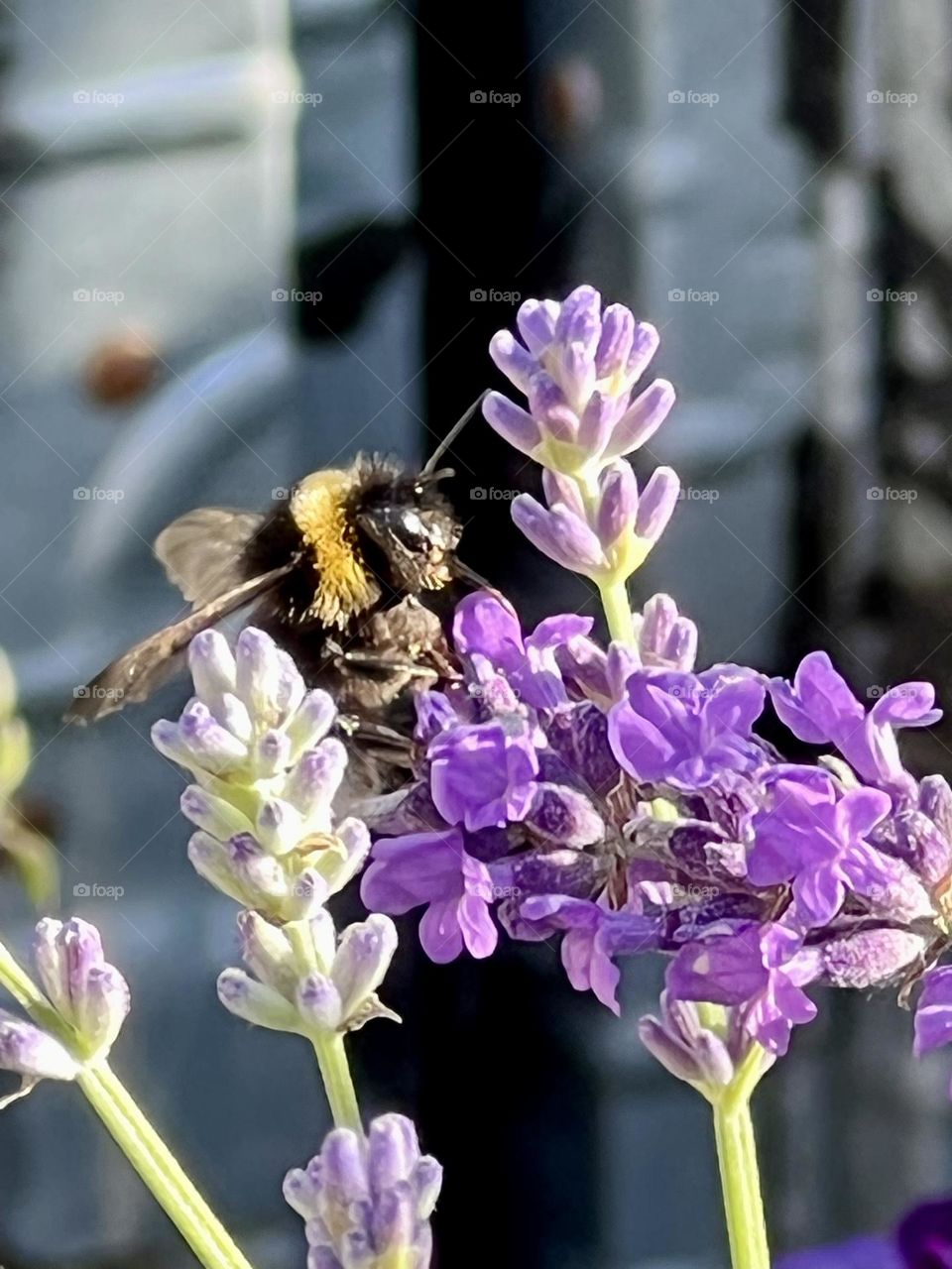 Bumblebee flirting with lavender 