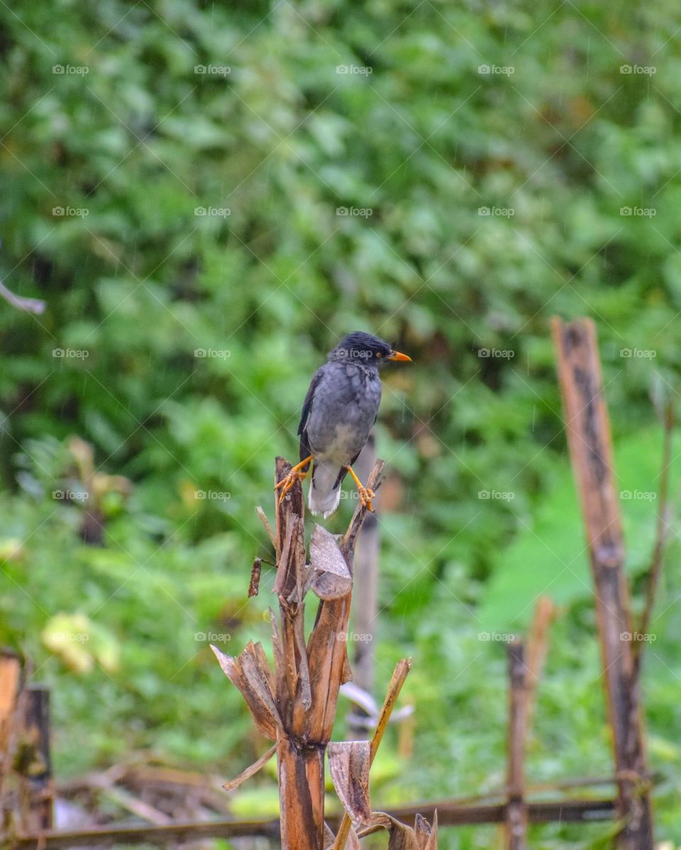 Birds pose on rainy day
