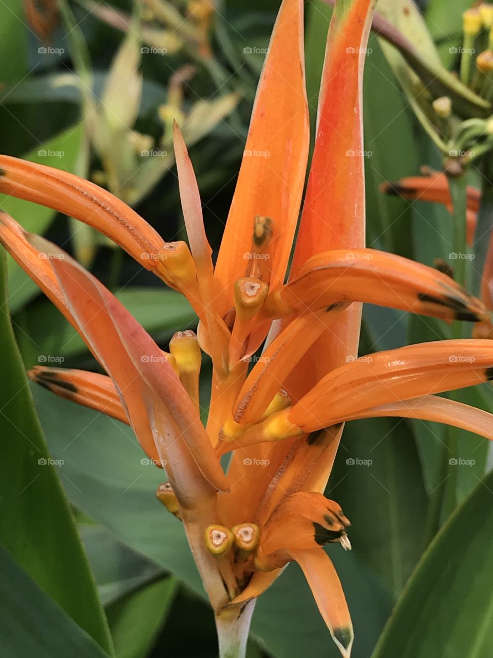Unusual orange tropical blooms
