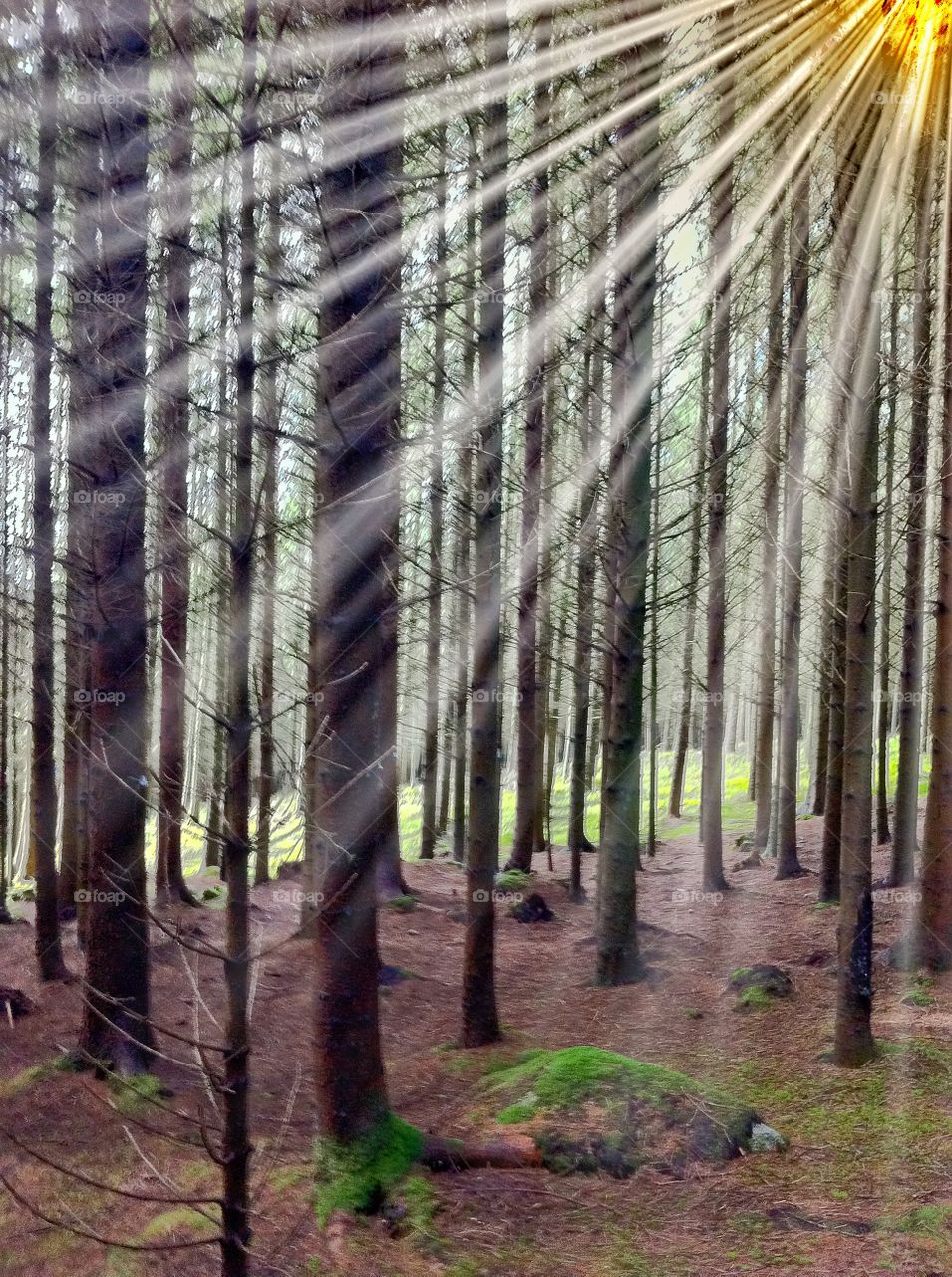 Sunbeams in the forrest. Sunrays between trees. 