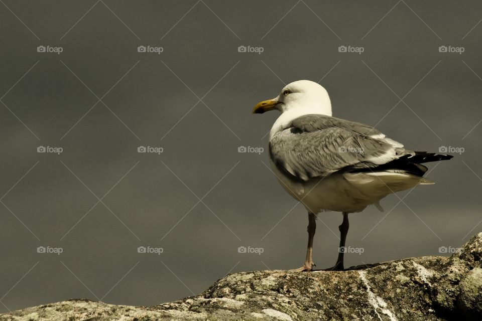 seagull on the rocks