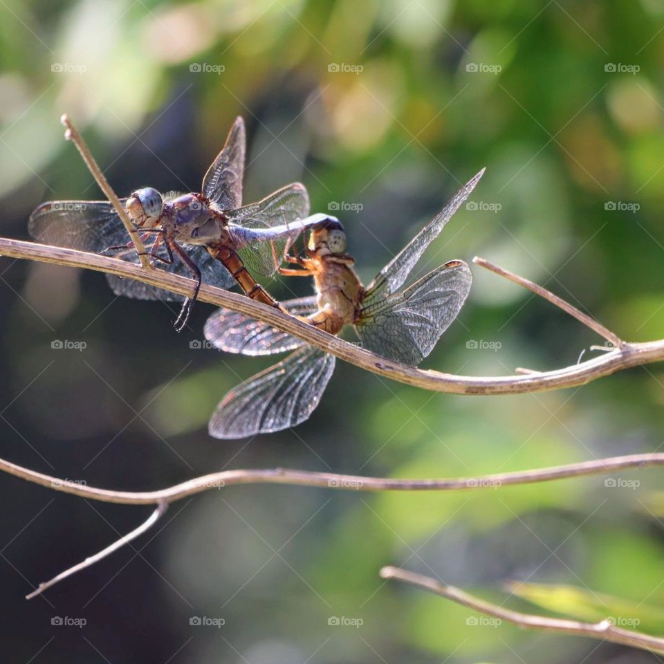 dragonflies