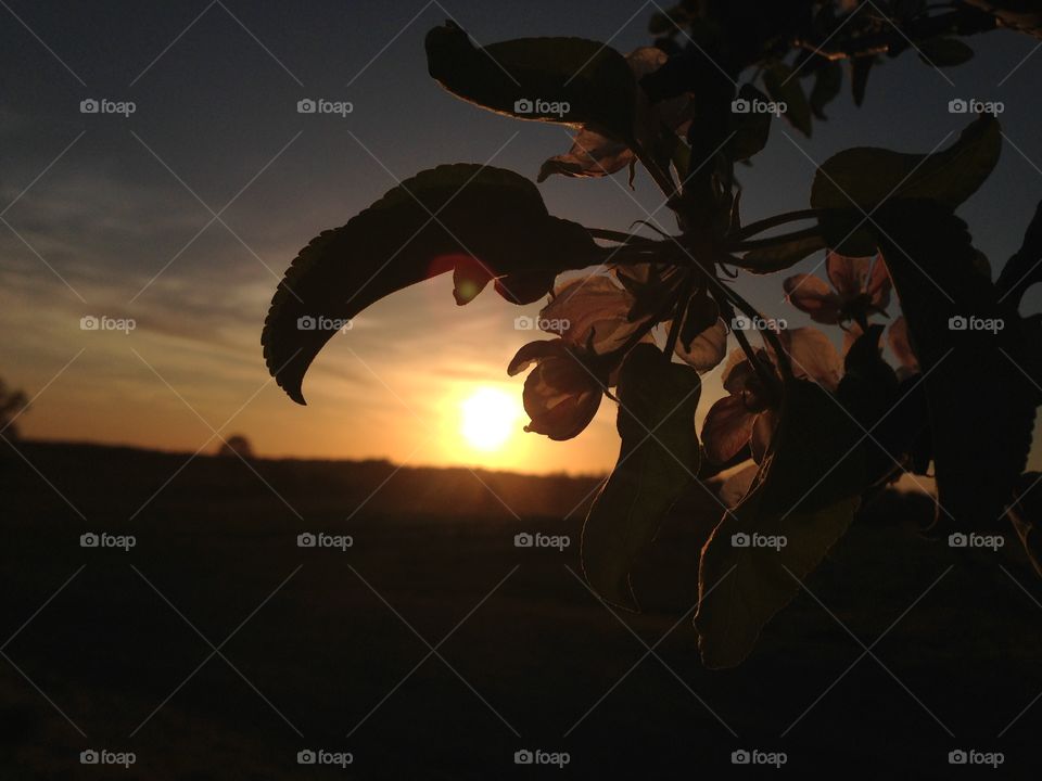 Silhouette of spring