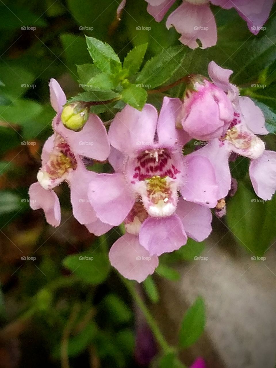 Close-up of Multiple Pink Flowers on Stalk