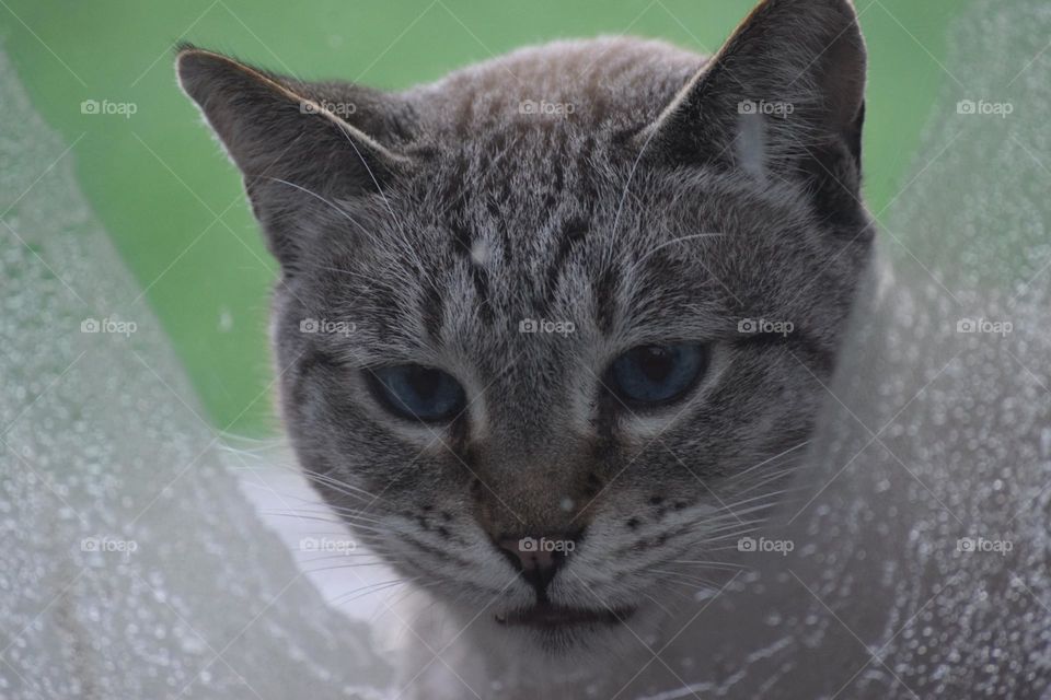 Grey cat watching through the window