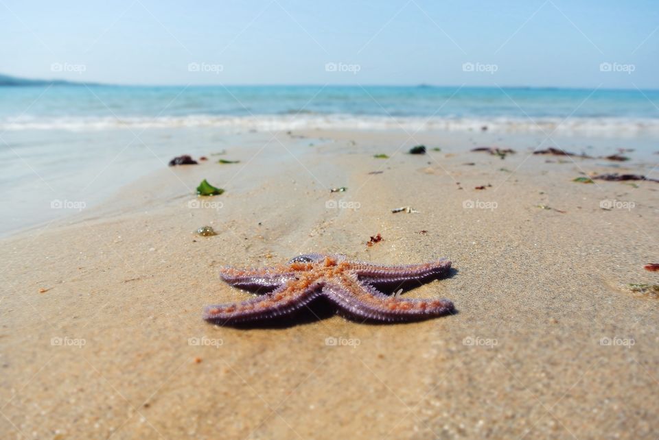 a starfish at the beach