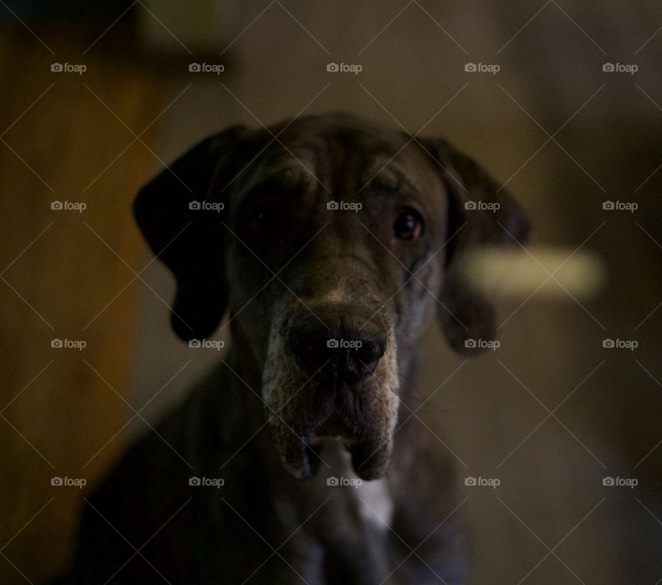 The Treat; Great Dane/Mastiff mix anxiously awaiting for his treat to arrive at his mouth. 