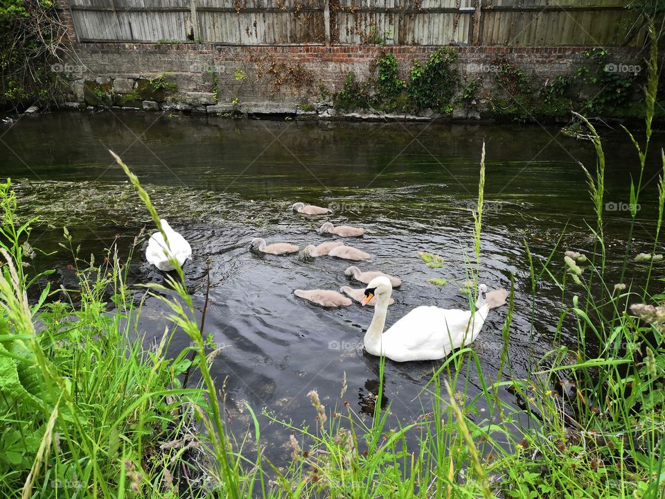 Swans with their signets