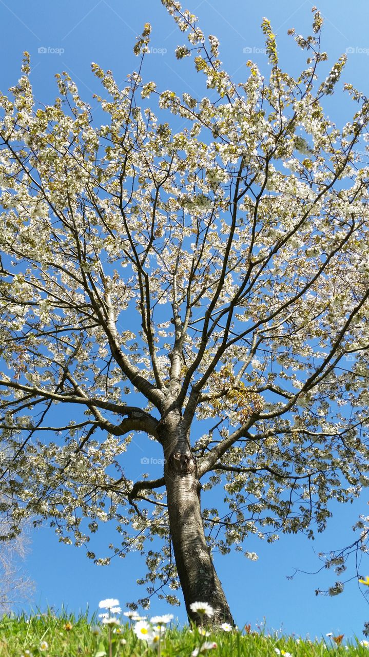 Tree, Branch, Season, Cherry, Nature