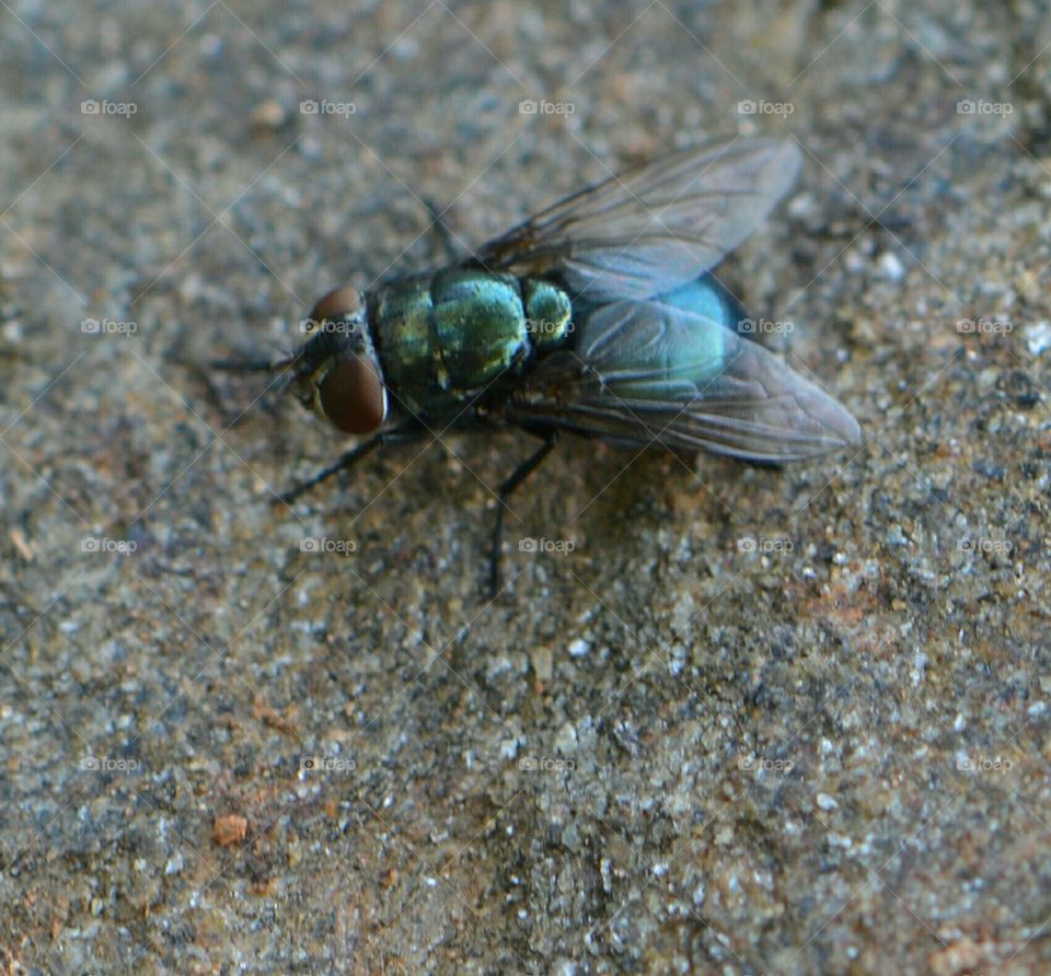 green fly on a rock