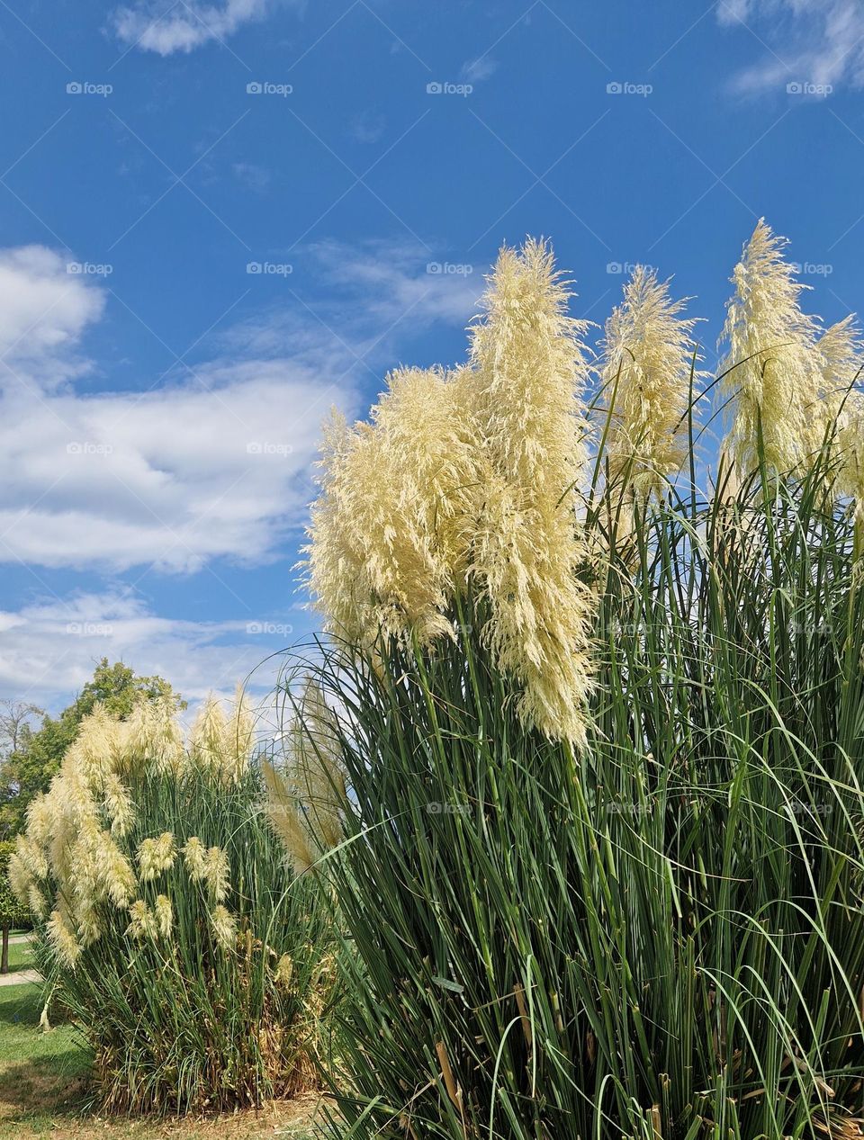 Pampas grass