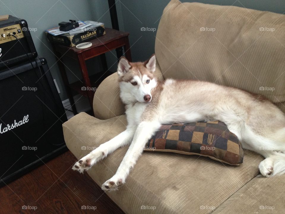 Husky on couch