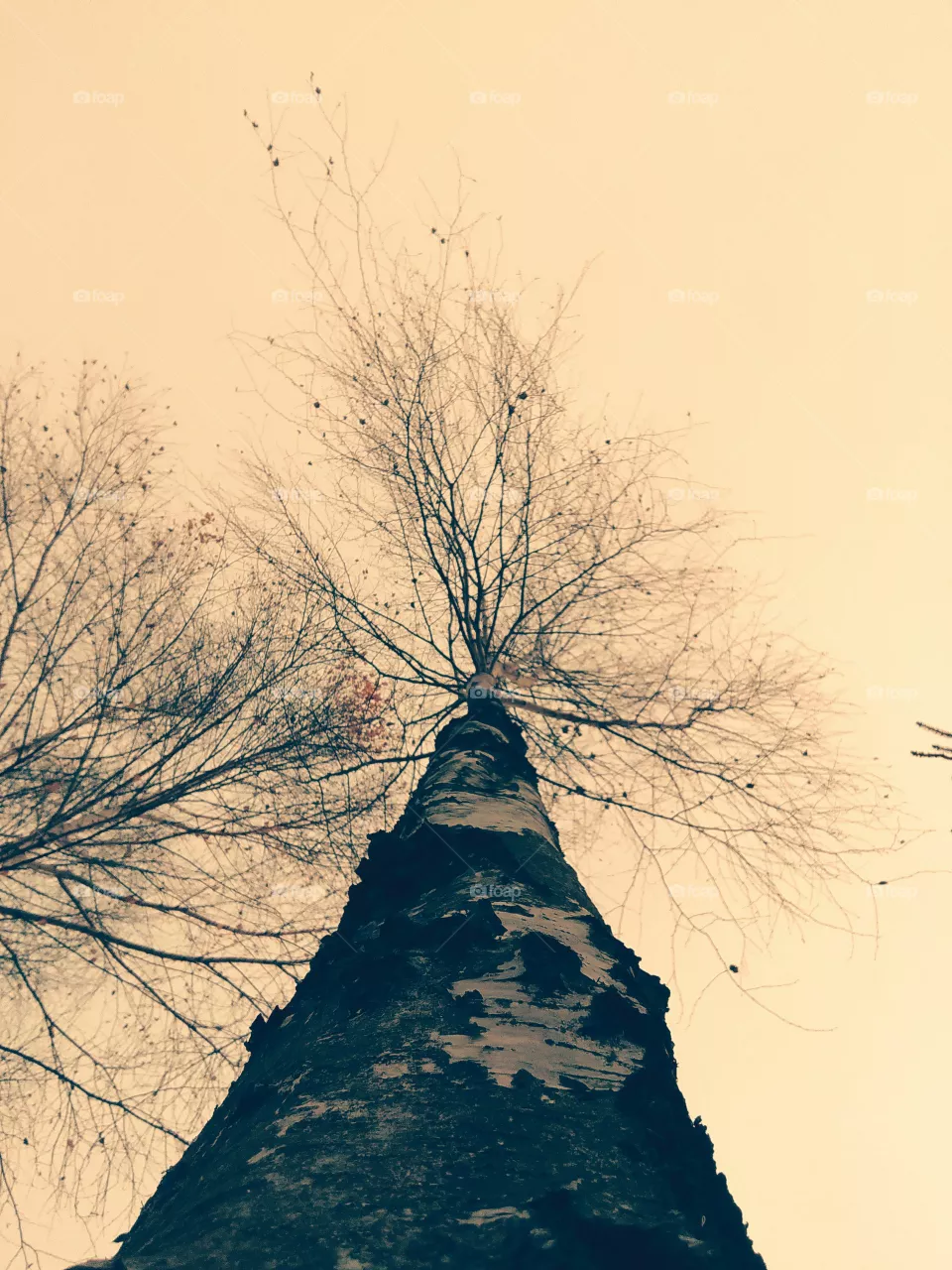 birch