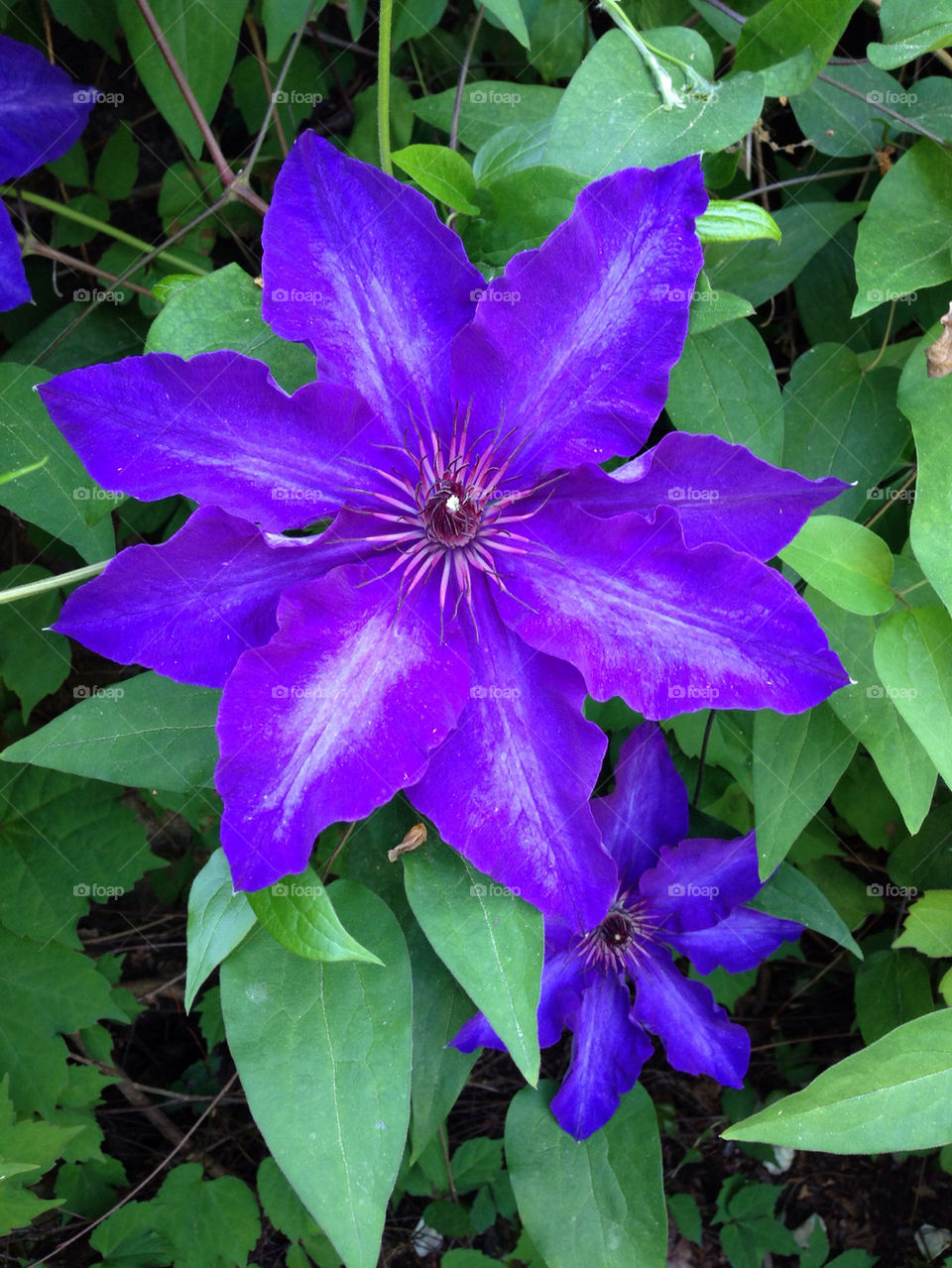 CLEMATIS BLOOM