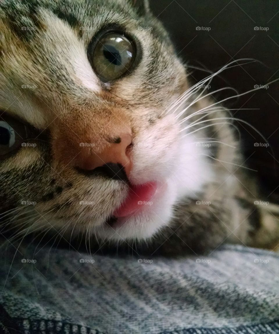 kittens little pink tongue