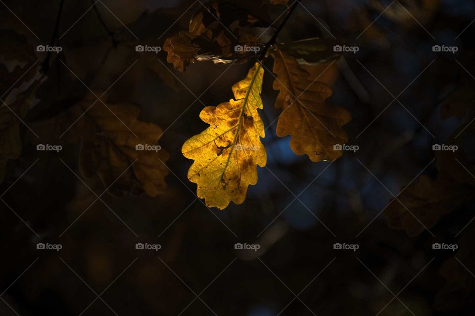 Hágase la luz
Let there be light