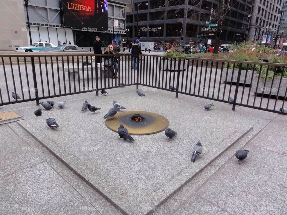 Pigeons Warming Selves in Chicago Winter