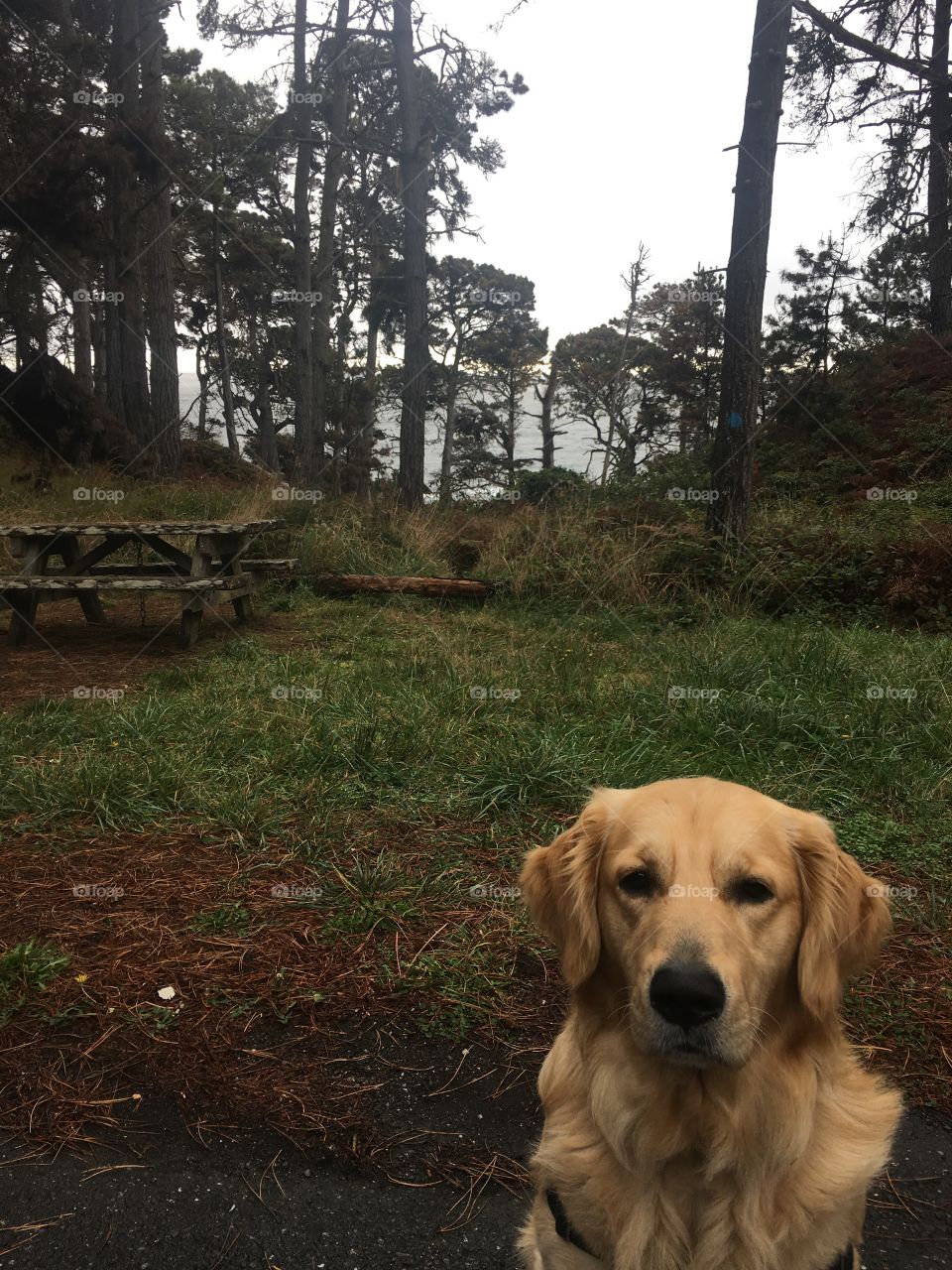 A Golden Retriever poses in front of a sparse forest that open up to views of the Pacific Ocean. 