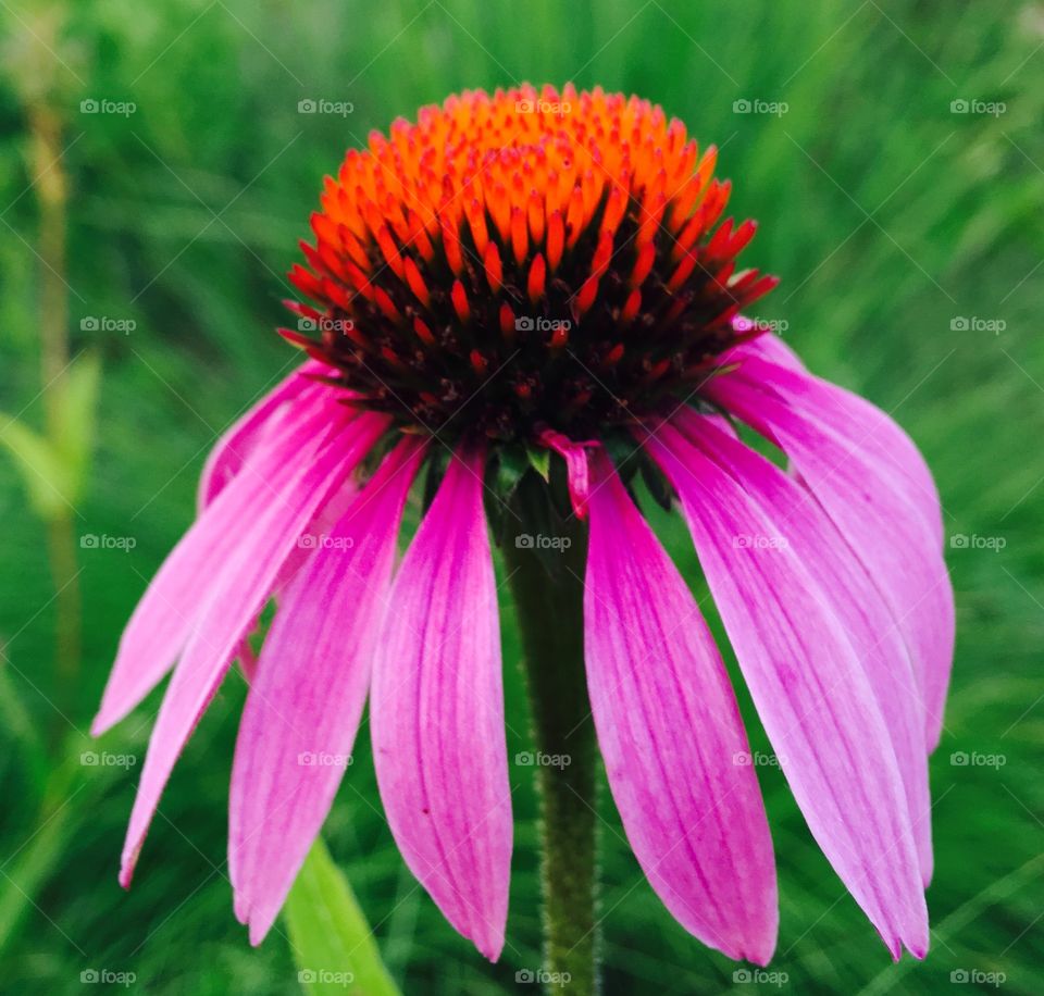 Coneflower 