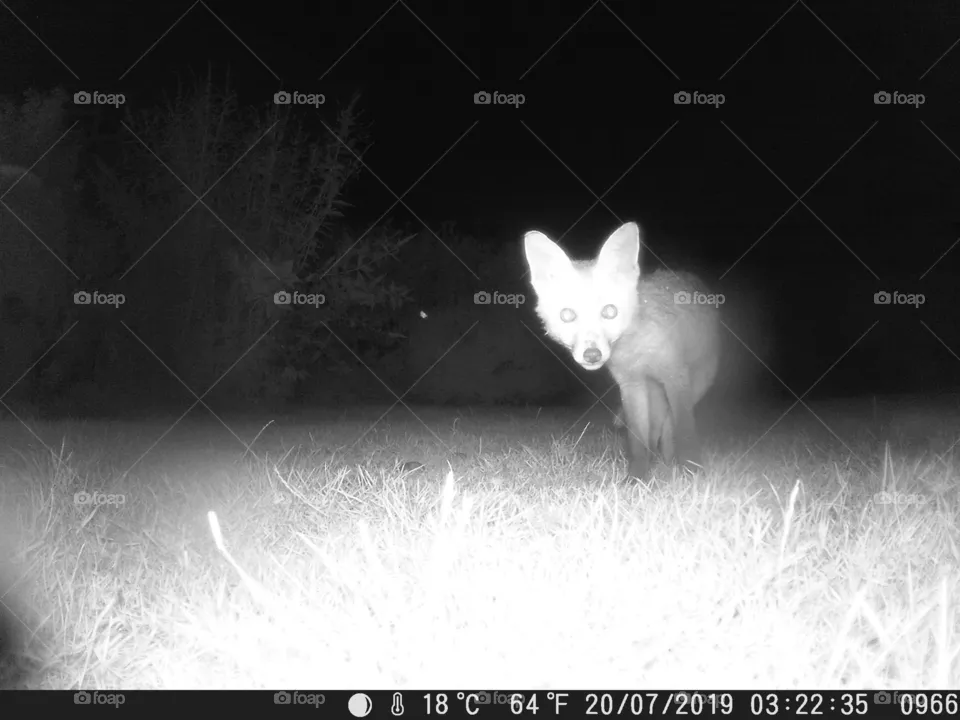 Fox cub