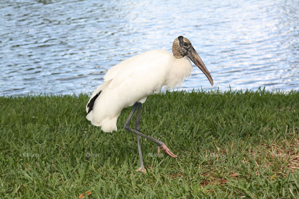 Wood stork near sea