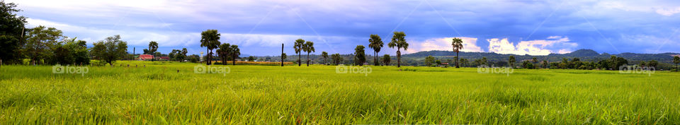 rice farm view . green nature panorama in Thailand rice farm