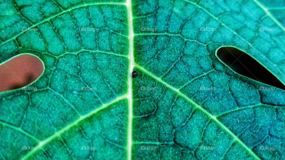 Natural pattern created by veins of beautiful green leaves with a tiny bug on it.