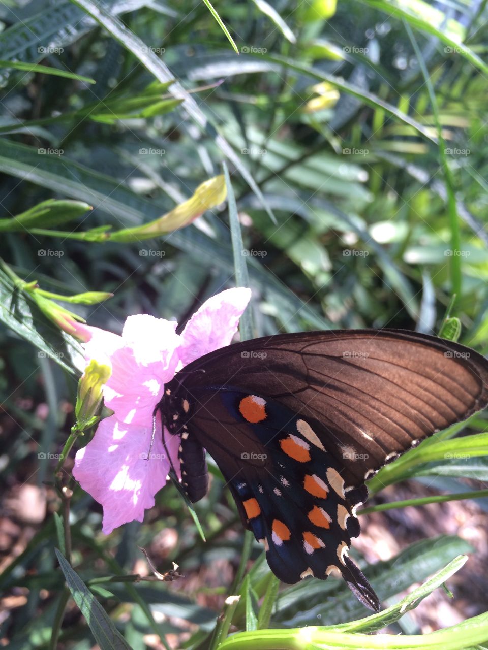 Pretty butterfly