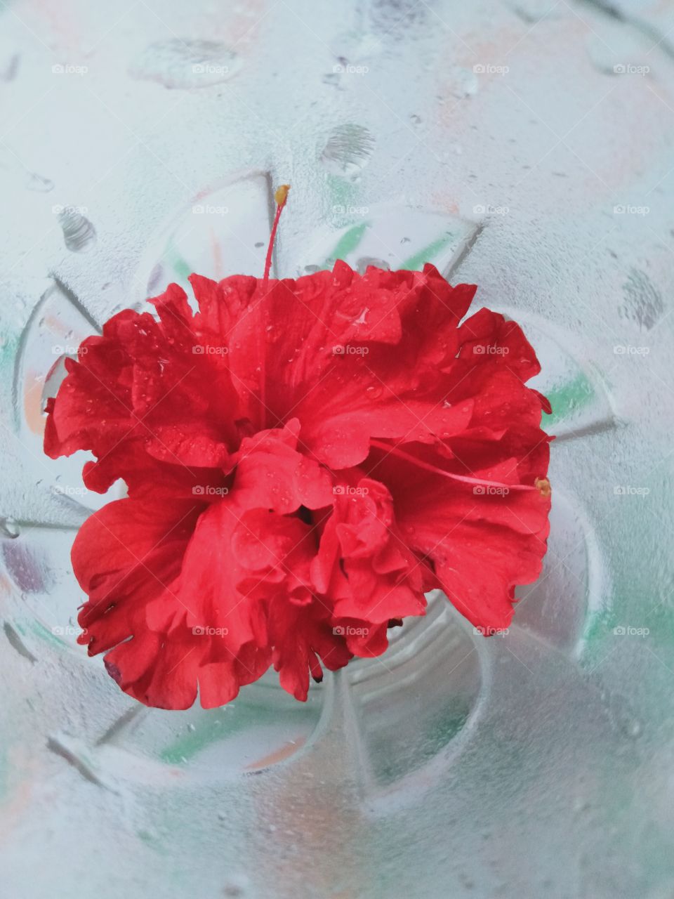 Red flower