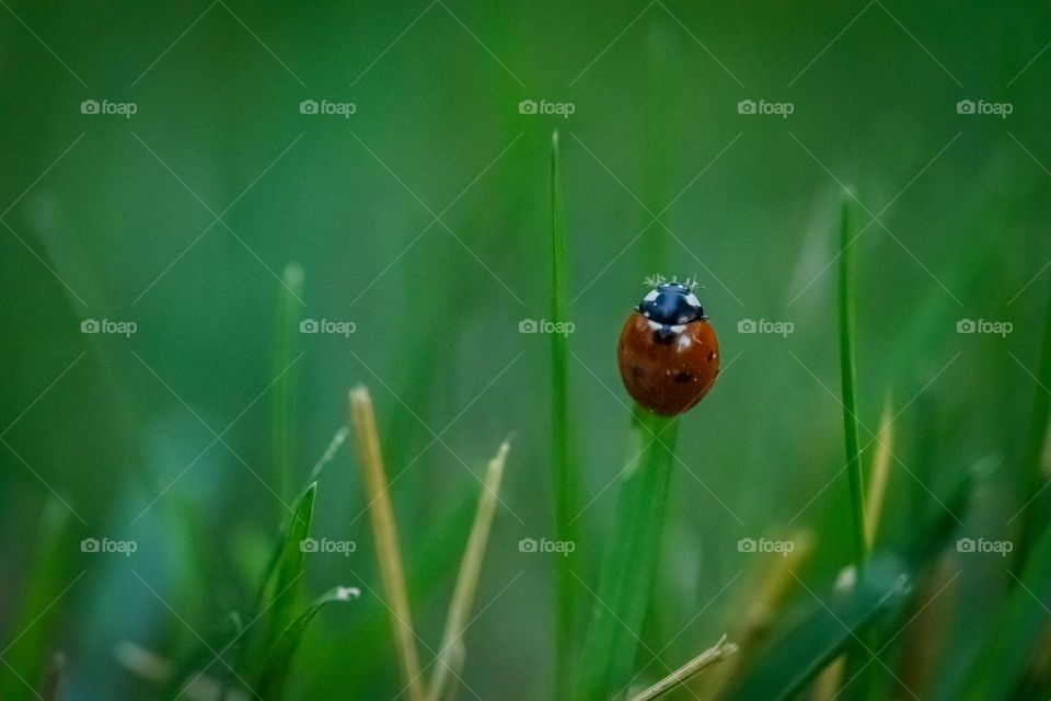 A ladybug on green grass 