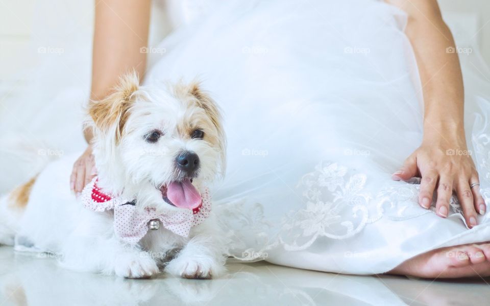 Dog and bride 