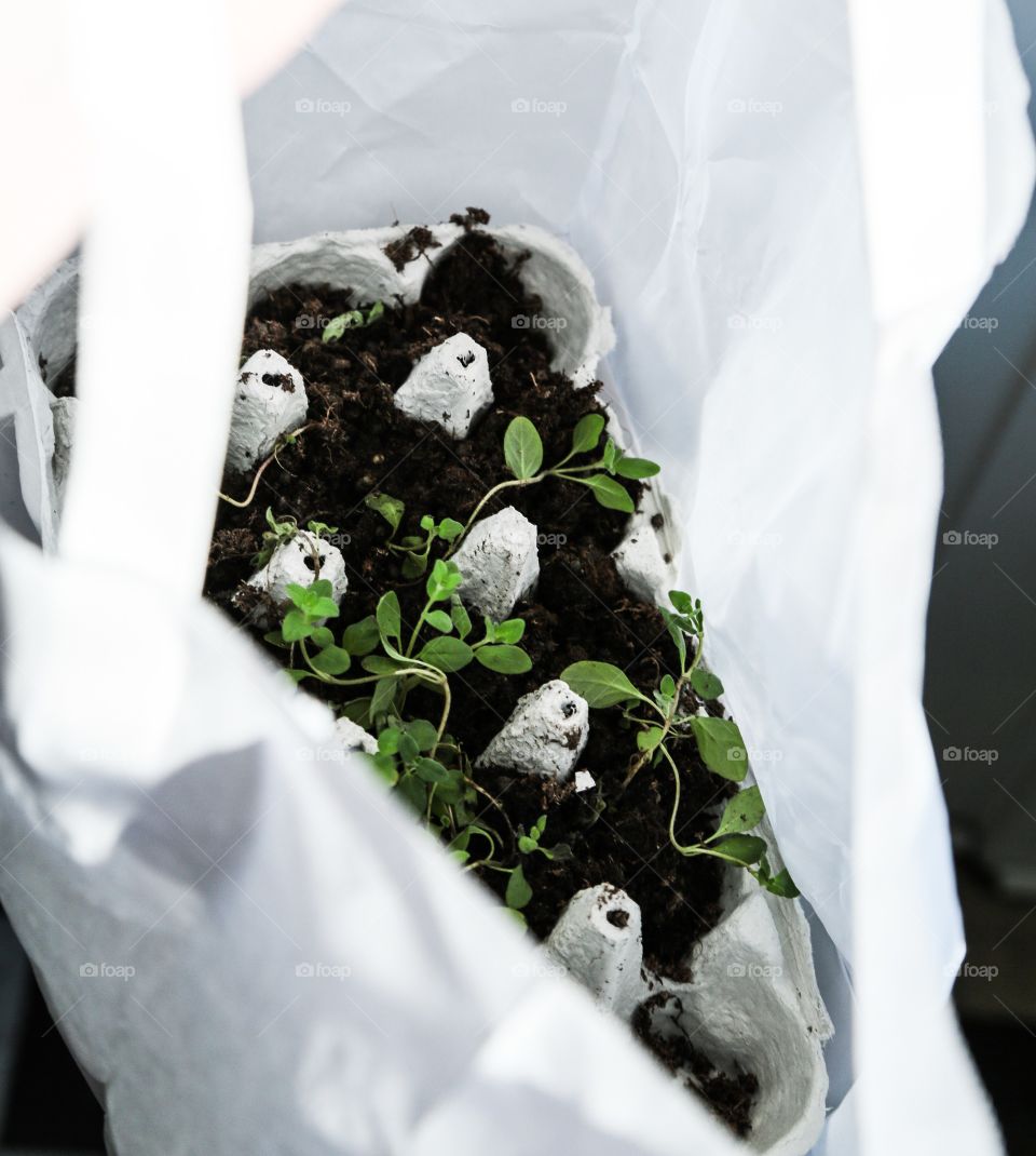 Seedlings. Oregano seedlings