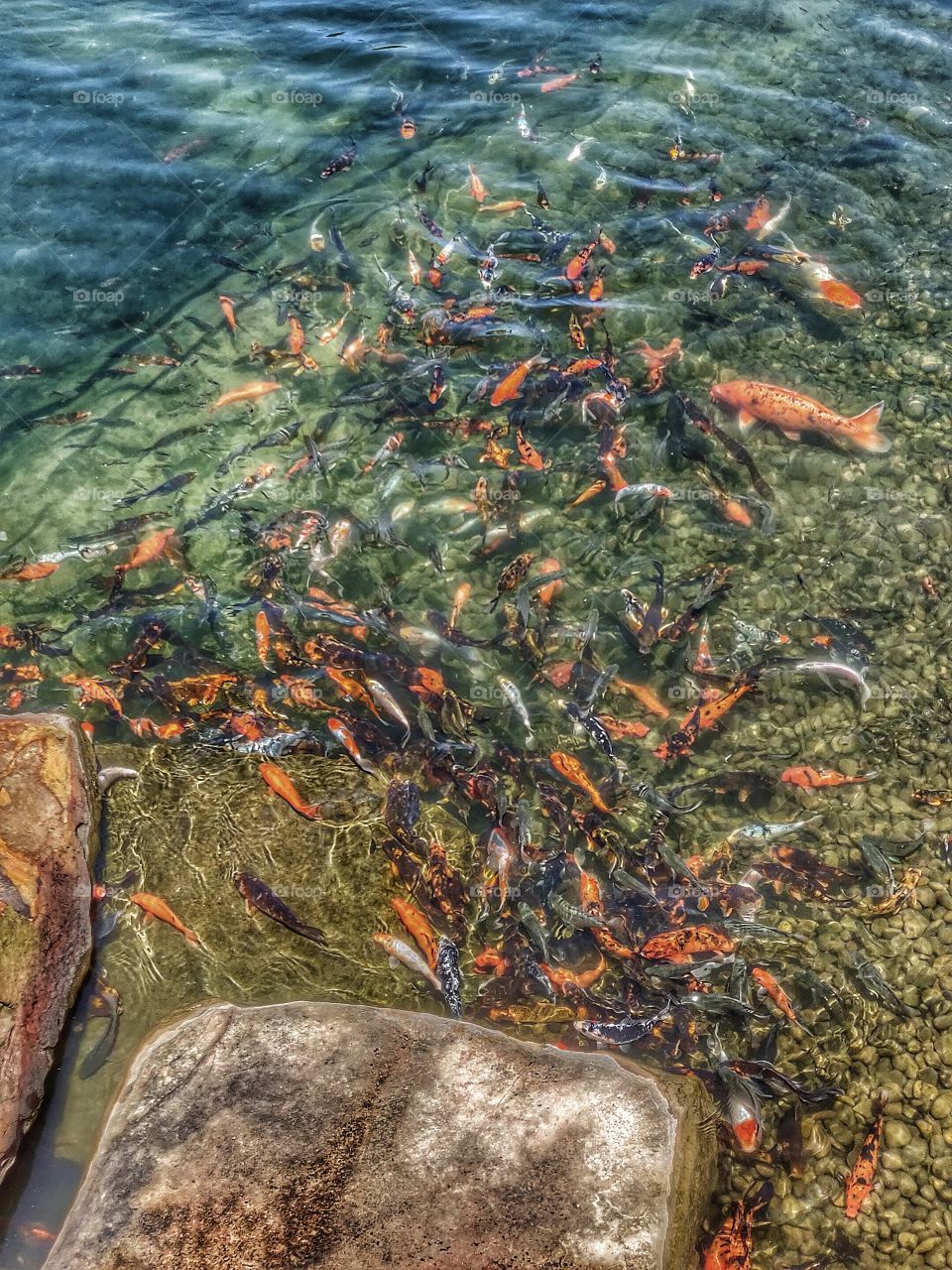 koi fish
