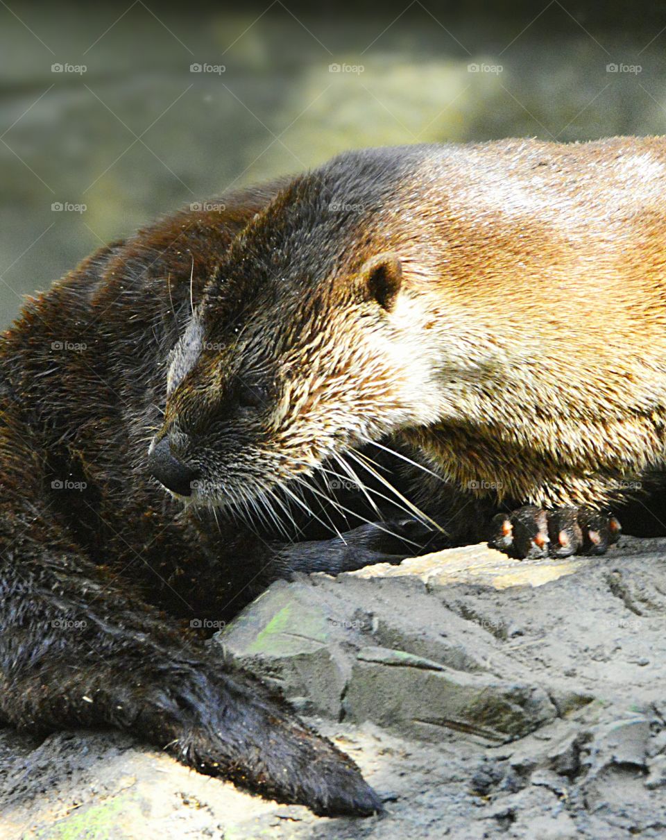 Otter