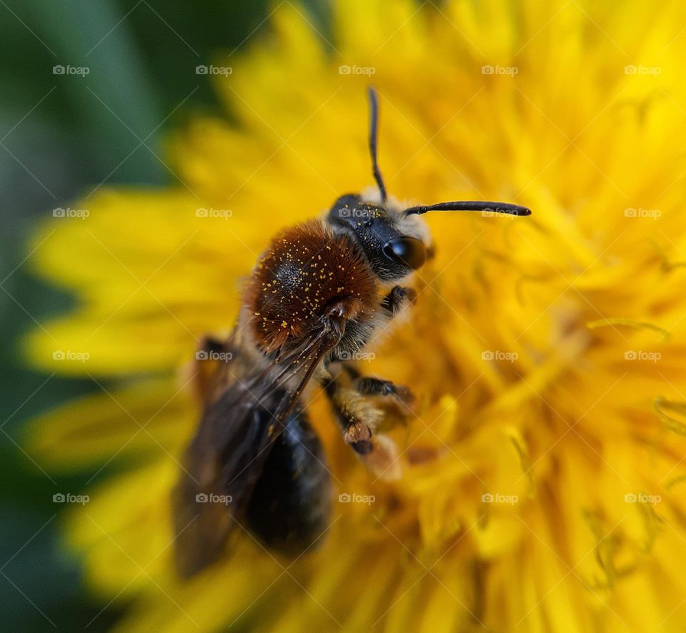 A bee collects pollen from a yellow dandelion for honey