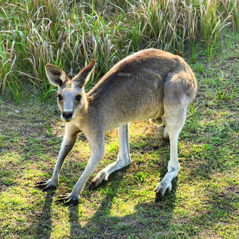 Kangaroo on Stradbroke Island
