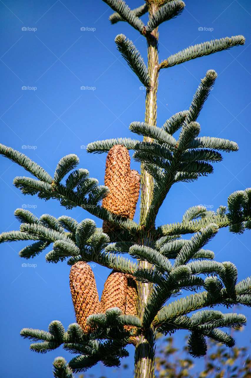 Low angle view of a plant